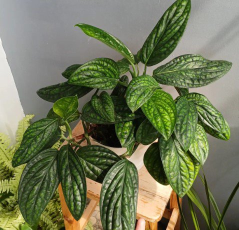 Monstera Peru karstenianum Plant Flower Rare Plant Live Rare Plant Exotic For Your Garden