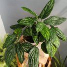 Monstera Peru karstenianum Plant Flower Rare Plant Live Rare Plant Exotic For Your Garden