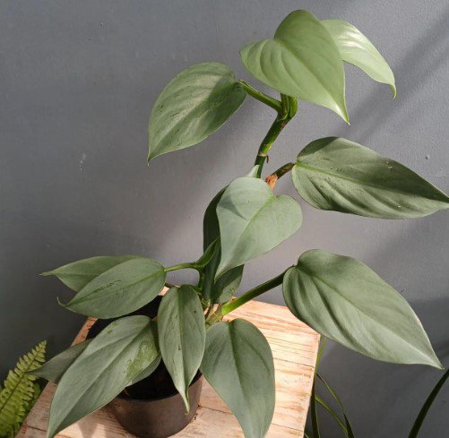 Philodendron SIlver Swords Plant Flower Rare Plant Live Rare Plant Exotic For Your Garden