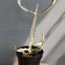 Euphorbia lactea White Plant Flower Rare Plant Live Rare Plant Exotic For Your Garden