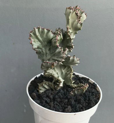 Euphorbia Cristata Silver Plant Flower Rare Plant Live Rare Plant Exotic For Your Garden