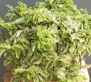 Pedilanthus Curly Plant Flower Rare Plant Live Rare Plant Exotic For Your Garden
