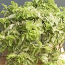 Pedilanthus Curly Plant Flower Rare Plant Live Rare Plant Exotic For Your Garden