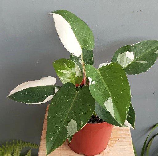 Philodendron White Princess Plant Flower Rare Plant Live Rare Plant Exotic For Your Garden