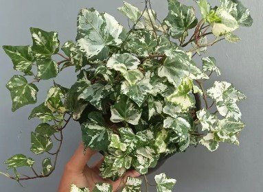White Variegated English Ivy Plant Flower Rare Plant Live Rare Plant Exotic For Your Garden