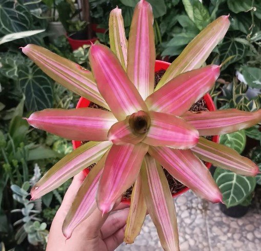 Bromeliad Tricolor Plant Flower Rare Plant Live Rare Plant Exotic For Your Garden