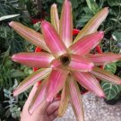 Bromeliad Tricolor Plant Flower Rare Plant Live Rare Plant Exotic For Your Garden