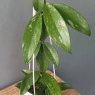 Hoya Pubicalyx Plant Flower Rare Plant Live Rare Plant Exotic For Your Garden
