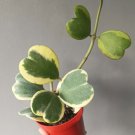 Hoya kerrii variegated Plant Flower Rare Plant Live Rare Plant Exotic For Your Garden