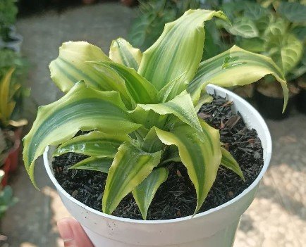 Dracaena lemon lime Plant Flower Rare Plant Live Rare Plant Exotic For Your Garden