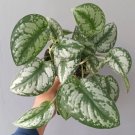 Scindapsus exotica Plant Flower Rare Plant Live Rare Plant Exotic For Your Garden