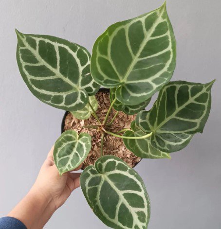 Anthurium Silver Blush Plant Flower Rare Plant Live Rare Plant Exotic For Your Garden