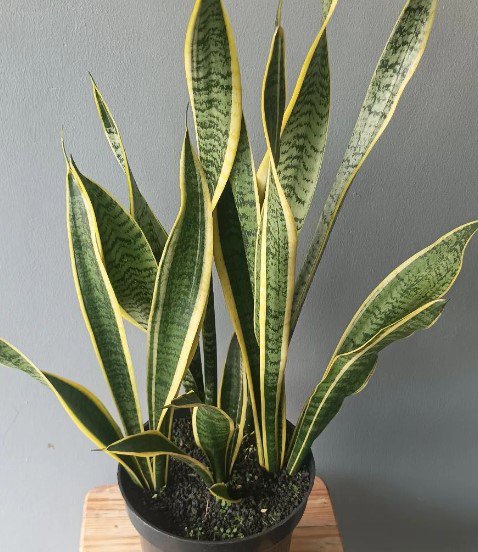Sansevieria Snake Plant Flower Rare Plant Live Rare Plant Exotic For Your Garden