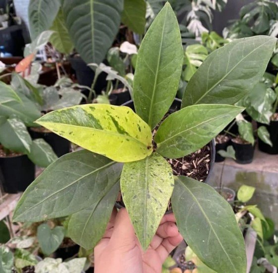 Anthurium Cobra Variegated Plant Flower Rare Plant Live Rare Plant Exotic For Your Garden