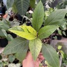 Anthurium Cobra Variegated Plant Flower Rare Plant Live Rare Plant Exotic For Your Garden