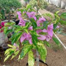 Bougenville purple RARE Plant Flower Rare Plant Live Rare Plant Exotic For Your Garden