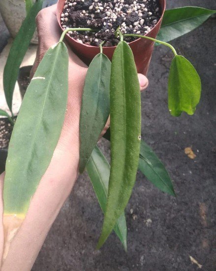 Anthurium Bakeri Starter Plant Flower Rare Plant Live Rare Plant Exotic For Your Garden