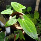 Anthurium papillilaminum Plant Flower Rare Plant Live Rare Plant Exotic For Your Garden