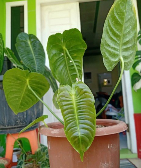 Anthurium Veitchii King Plant Flower Rare Plant Live Rare Plant Exotic For Your Garden