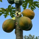 20 Seeds Hawaian Papaya Plant Fruit Tree Rare Plant For Your Home Garden