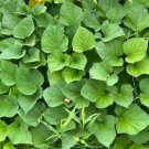 5 Cuttings sweet potatoes Plant Fruit Tree Rare Plant For Your Home Garden