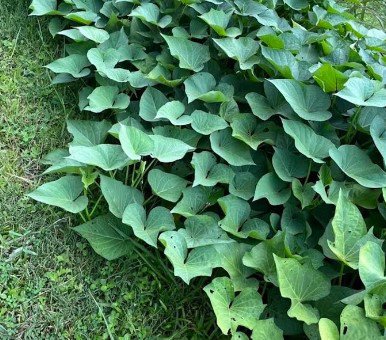 Okinawa Sweet Potato Plant Fruit Tree Rare Plant For Your Home Garden
