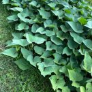 Okinawa Sweet Potato Plant Fruit Tree Rare Plant For Your Home Garden