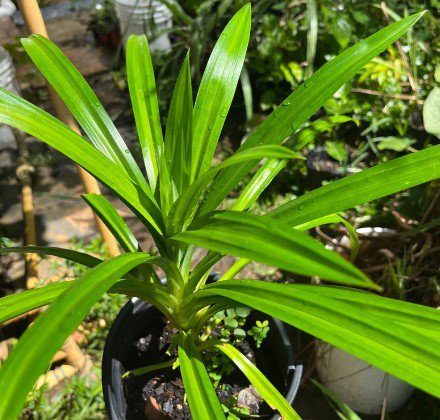 Live Pandanus amaryllifolius Plant Tree Rare Plant For Your Home Garden