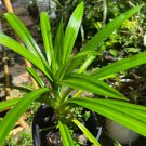 Live Pandanus amaryllifolius Plant Tree Rare Plant For Your Home Garden