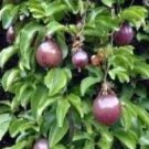 Purple Passion Fruit Plant Fruit Tree Rare Plant For Your Home Garden