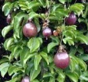 Purple Passion Fruit Plant Fruit Tree Rare Plant For Your Home Garden