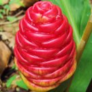 Shampoo Ginger Lily Fruit Plant Fruit Tree Rare Plant For Your Home Garden