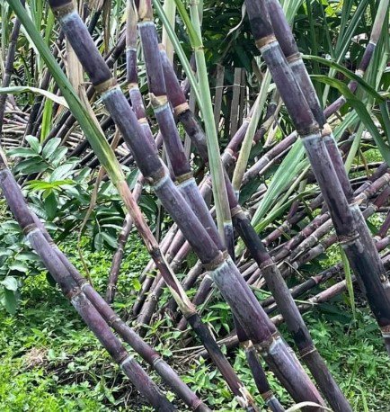 Cuttings Purple Sugarcane Fruit Plant Tree Rare Plant For Your Home Garden