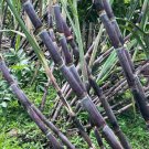 Cuttings Purple Sugarcane Fruit Plant Tree Rare Plant For Your Home Garden