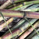 Cuttings Hawaiian Sugarcane Fruit Plant Tree Rare Plant For Your Home Garden