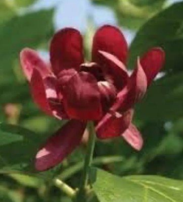 Carolina allspice bush Flower Plant Tree Rare Plant For Your Home Garden