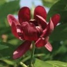 Carolina allspice bush Flower Plant Tree Rare Plant For Your Home Garden