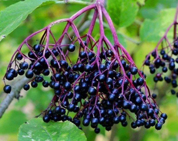 Sambucus edible berries Fruit Plant Tree Rare Plant For Your Home Garden