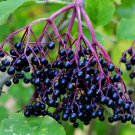 Sambucus edible berries Fruit Plant Tree Rare Plant For Your Home Garden