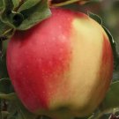Sweet AMBROSIA apple Fruit Plant Tree Rare Plant For Your Home Garden
