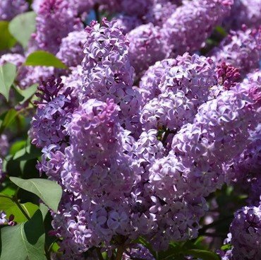 old fashioned purple LILAC Flower Plant Tree Rare Plant For Your Home Garden
