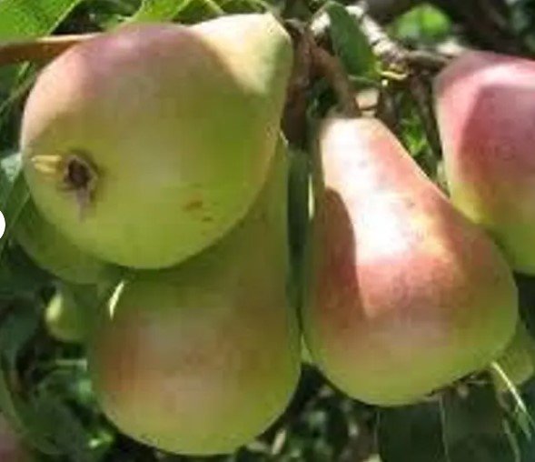 Orient pear tree Fruit Plant Tree Rare Plant For Your Home Garden