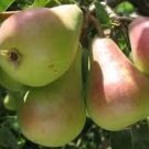 Orient pear tree Fruit Plant Tree Rare Plant For Your Home Garden