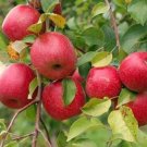 HONEYCRISP apple tree Fruit Plant Tree Rare Plant For Your Home Garden