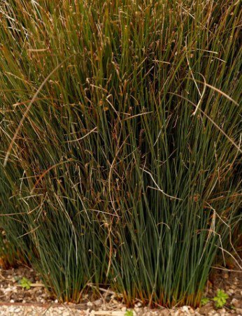 Blue Arrow Juncus Rush Grass Flower Plant Rare Plant For Your Home Garden
