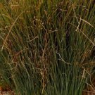 Blue Arrow Juncus Rush Grass Flower Plant Rare Plant For Your Home Garden