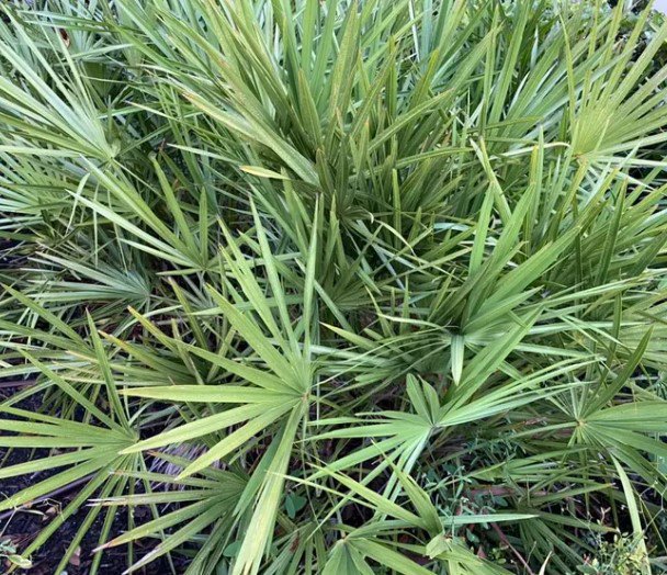 Green Saw Palmetto Tree Flower Plant Rare Plant For Your Home Garden