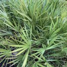 Green Saw Palmetto Tree Flower Plant Rare Plant For Your Home Garden