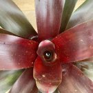 Bromeliad, Neoregelia Royal Burgundy Flower Plant Rare Plant For Your Home Garden