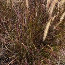 Purple Fountain Grass Flower Plant Rare Plant For Your Home Garden